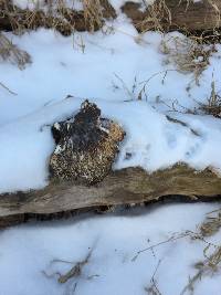 Polyporus squamosus image