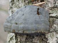 Fomes fomentarius image