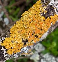 Xanthoria parietina var. parietina image