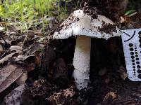 Amanita ocreata image