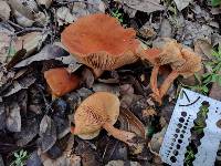 Lactarius rubidus image