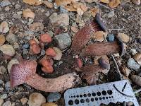 Laccaria amethysteo-occidentalis image