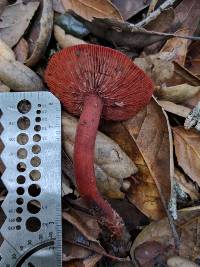 Lactarius rufulus image