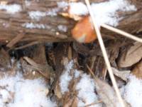 Flammulina velutipes image