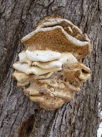 Laetiporus conifericola image