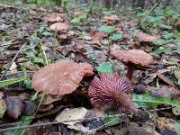 Laccaria amethysteo-occidentalis image