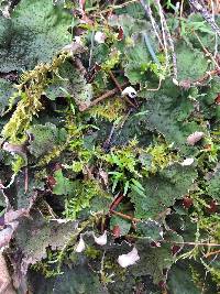 Peltigera aphthosa image