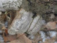 Fomes fomentarius image