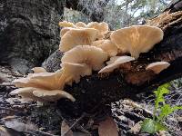 Pleurotus ostreatus image