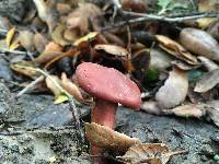 Lactarius rufulus image