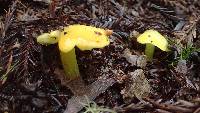 Hygrocybe chlorophana image