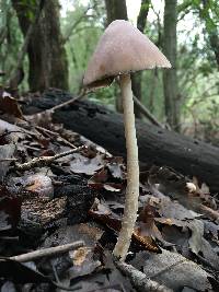 Psathyrella longipes image