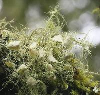 Usnea intermedia image