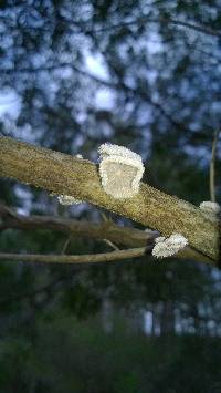 Schizophyllum commune image