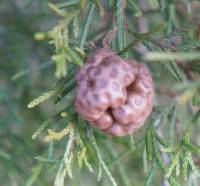 Gymnosporangium juniperi-virginianae image