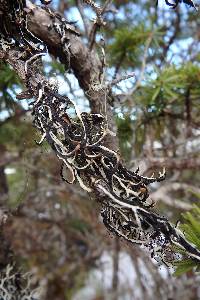 Image of Hypogymnia duplicata