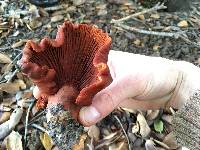 Lactarius rufulus image