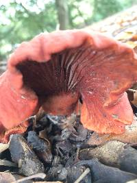 Lactarius rufulus image