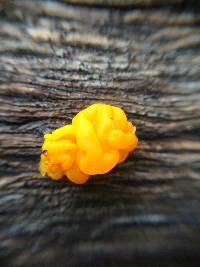 Tremella mesenterica image