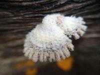 Schizophyllum commune image