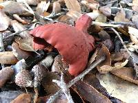 Lactarius rufulus image