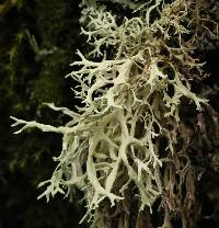 Evernia prunastri image