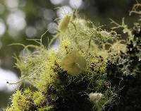 Usnea intermedia image