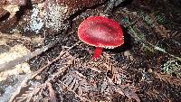 Hygrocybe coccinea image