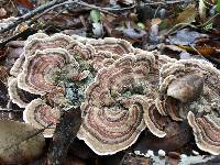 Trametes versicolor image