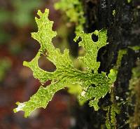 Lobaria pulmonaria image