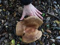 Lactarius alnicola image