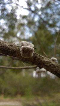 Schizophyllum commune image