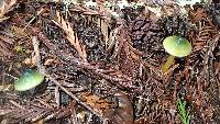 Hygrocybe psittacina var. psittacina image