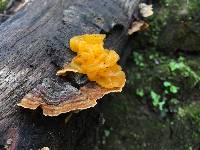 Tremella aurantia image