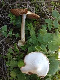 Volvariella gloiocephala image