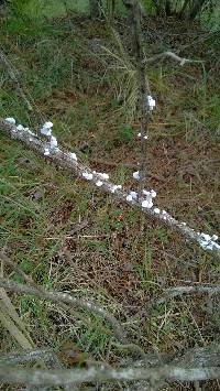 Schizophyllum commune image