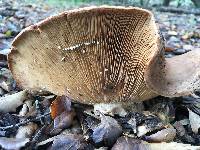 Lactarius alnicola image