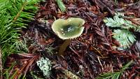 Hygrocybe psittacina var. psittacina image