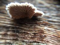 Schizophyllum commune image