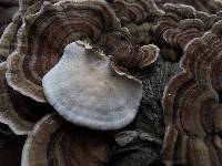 Trametes versicolor image