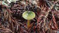 Hygrocybe psittacina var. psittacina image