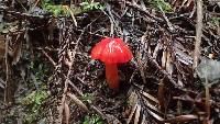 Hygrocybe coccinea image