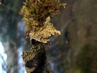 Pseudocyphellaria crocata image