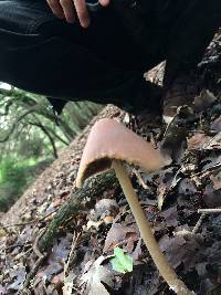 Psathyrella longipes image