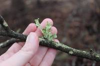 Ramalina complanata image