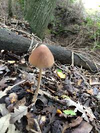 Psathyrella longipes image