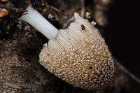 Coprinellus domesticus image