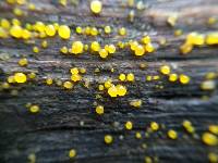 Dacrymyces stillatus image