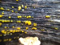 Dacrymyces stillatus image