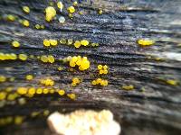 Dacrymyces stillatus image